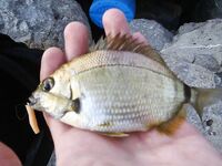 Море вместо плавней для спиннинга в Анапе