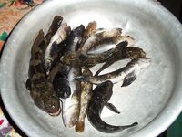 Вода 28 градусов и слабый бычок в Мысовом