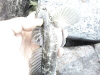 Мариупольский бычок с камней и песка