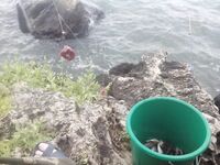 Бычок в Мысовом на донку и три насадки