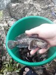Бычок в Мысовом на донку и три насадки