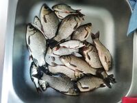 Сазан в Садках на фидер и крупную кукурузу
