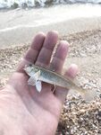 Морской червь в Должанке и шесть пеленгасов за час