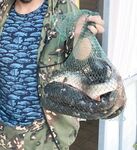 Морской червь в Должанке и шесть пеленгасов за час