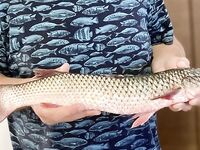 Морской червь в Должанке и шесть пеленгасов за час