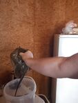 Утренний скат-хвостокол и боль от шипа