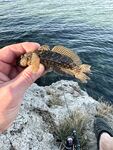 Бычок на ракушку у границы песка и камней