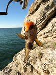 Бычок на ракушку у границы песка и камней
