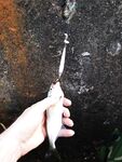 Ферина-74 до октября по саргану, луфарю и ставриде