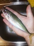 Третий заброс, 2 г вольфрама и проходная ставрида