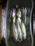 Ставрида 20+ со дна и в полводы