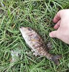 Маракуя на моем камне и трое местных с поппером в Унаватуне