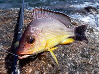 Скалы у Унаватуны чуть не скинули меня в океан а Jungle Beach спас рокфишинг