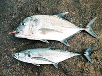 С 5.50 до 6.40 у Джангл Бич мне все решил 210-й Hardcore Minnow