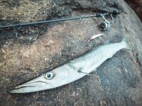 С 5.50 до 6.40 у Джангл Бич мне все решил 210-й Hardcore Minnow