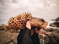 Пенн 6000 задымился раньше волны и камни Румассалы добили мне утро