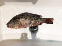 Абалангода под окнами дала мне сельдь на поппер и каранксов к рому