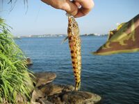 Ракушки с Jungle Beach обыграли воблеры а сарган забрал бомбарду целиком