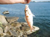 Ракушки с Jungle Beach обыграли воблеры а сарган забрал бомбарду целиком