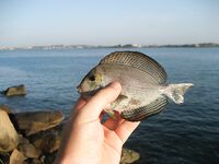 Ракушки с Jungle Beach обыграли воблеры а сарган забрал бомбарду целиком