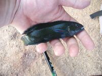 Ракушки с Jungle Beach обыграли воблеры а сарган забрал бомбарду целиком