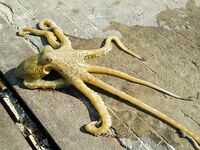 Северный порт Джимбарана дал мне самый дешевый вход в балийскую рыбалку