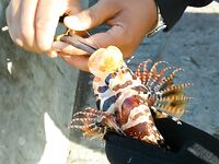 Северный порт Джимбарана дал мне самый дешевый вход в балийскую рыбалку