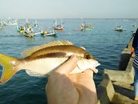 Северный порт Джимбарана дал мне самый дешевый вход в балийскую рыбалку