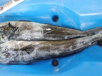 В сезон дождей на Бали туристов меньше а кальмар подходит ближе к берегу