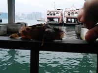 North Point Ferry Pier украл мой шопинг и показал групперов под самым 7 eleven