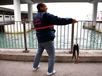 North Point Ferry Pier украл мой шопинг и показал групперов под самым 7 eleven