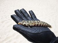 Puka Beach дал мне пустой дрейф с удочкой и спокойствие которого нет на White Beach