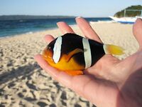 Puka Beach дал мне пустой дрейф с удочкой и спокойствие которого нет на White Beach