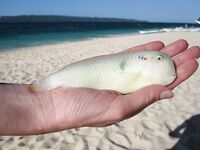 Puka Beach дал мне пустой дрейф с удочкой и спокойствие которого нет на White Beach