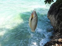 Puka Beach дал мне пустой дрейф с удочкой и спокойствие которого нет на White Beach