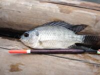 Озеро у Dmall на Боракае вернуло мне детство на тиляпии и поплавке