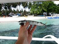 El Nino на Сиаргао оставил мне ведро мелочи и одного ваху за 37 часов