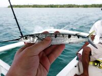 El Nino на Сиаргао оставил мне ведро мелочи и одного ваху за 37 часов