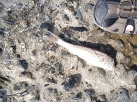 Сушеный нереис вместо силикона собрал мне утро по барабуле на тирольку