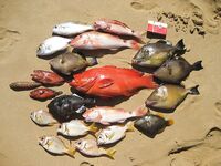 Kimal дважды выводил меня с Jungle Beach на одну и ту же тридцатиметровую точку