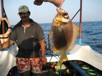 Kimal дважды выводил меня с Jungle Beach на одну и ту же тридцатиметровую точку