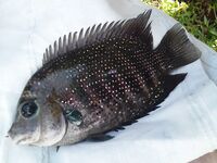 Хлеб из отеля и моток лески вывели меня в Маравиле от лагуны к морскому сому