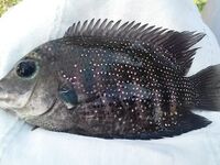 Хлеб из отеля и моток лески вывели меня в Маравиле от лагуны к морскому сому