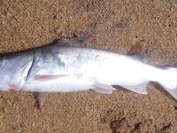 Хлеб из отеля и моток лески вывели меня в Маравиле от лагуны к морскому сому