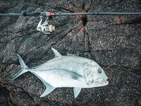 Буй в ста метрах от меня оказался сетью а трофей ударил в трех метрах от камней