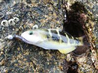 Карон быстро объяснил мне почему отводной важнее дальнего заброса