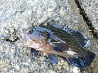 Карон быстро объяснил мне почему отводной важнее дальнего заброса