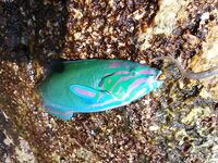 Карон быстро объяснил мне почему отводной важнее дальнего заброса