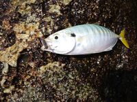 Карон быстро объяснил мне почему отводной важнее дальнего заброса