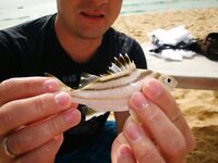 Карон быстро объяснил мне почему отводной важнее дальнего заброса